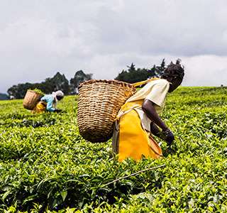 From those small early seeds of planting, today Kenya is now the largest exporter of tea in the world.